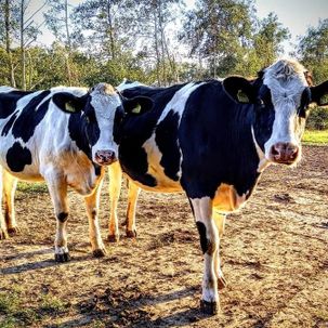 Holstein Friesian